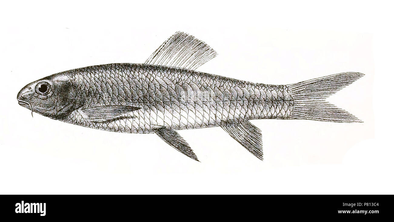 The species names / identity need verification - original names from plate are included here. The original plates showed the fishes facing right and have been flipped here. Scaphiodon irregularis . 1878 341 Scaphiodon irregularis Day 135 Stock Photo