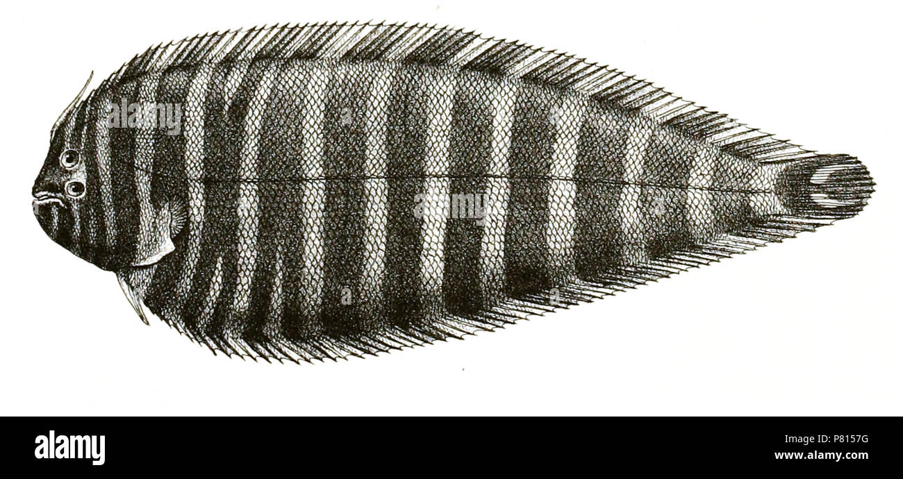 Aesopia cornuta hires stock photography and images Alamy