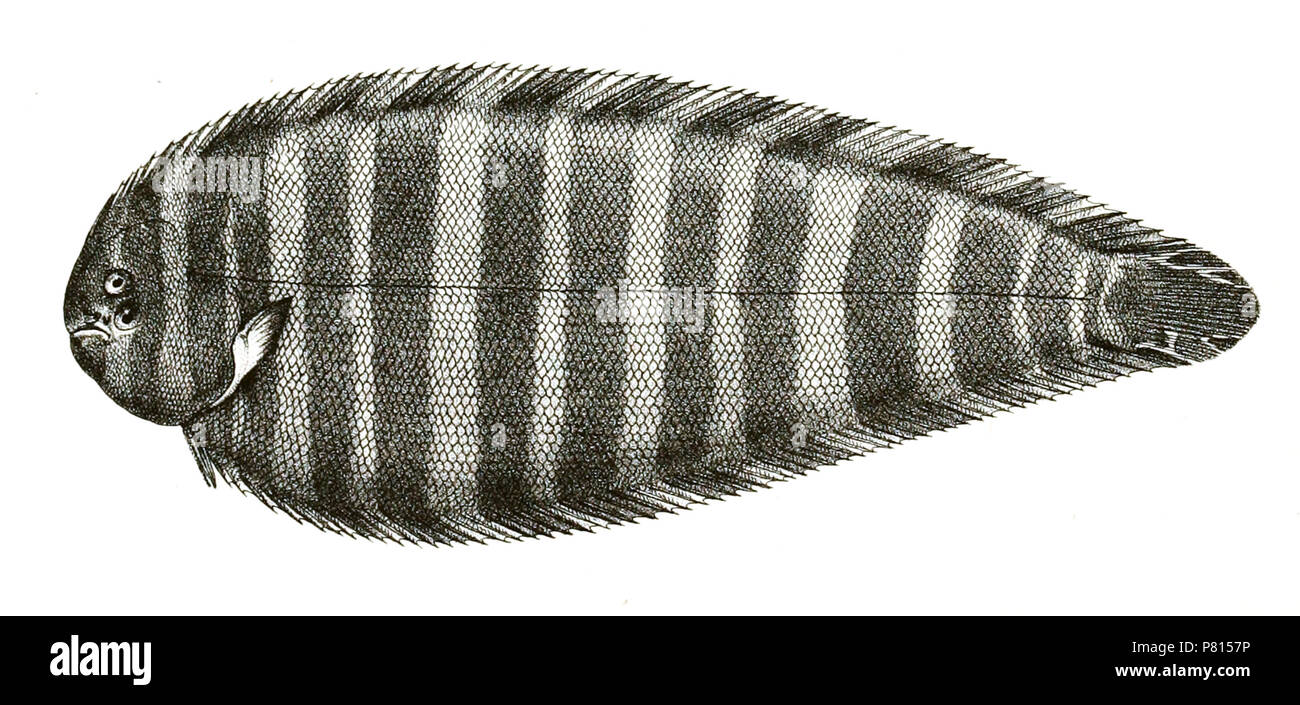 Zebrias zebra syn. Synaptura zebra The species names / identity need verification. The original plates showed the fishes facing right and have been flipped here. Synaptura zebra . 1878 360 Synaptura zebra Mintern 94 Stock Photo