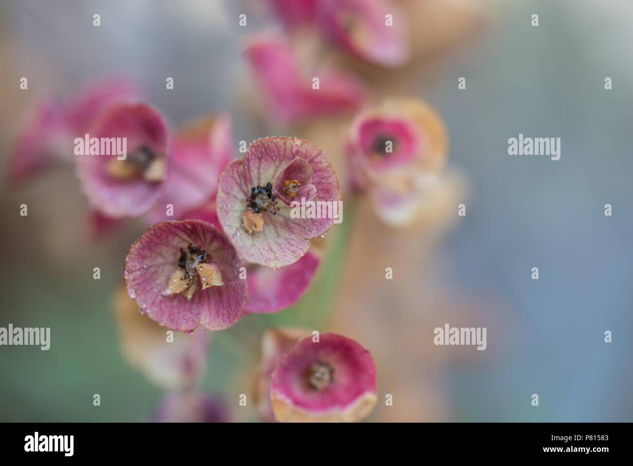 English garden flowers Stock Photo - Alamy