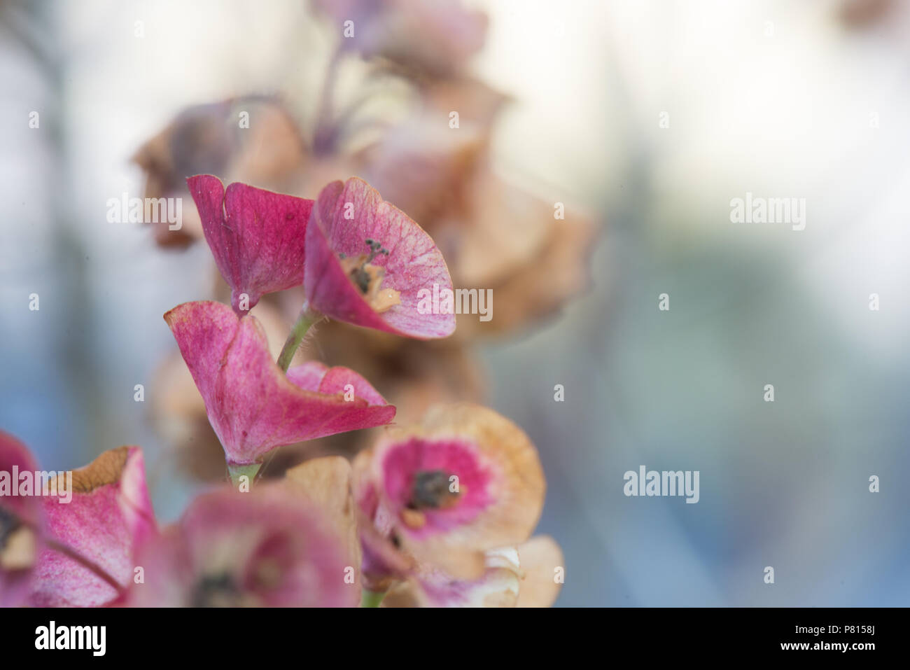 English garden flowers Stock Photo - Alamy