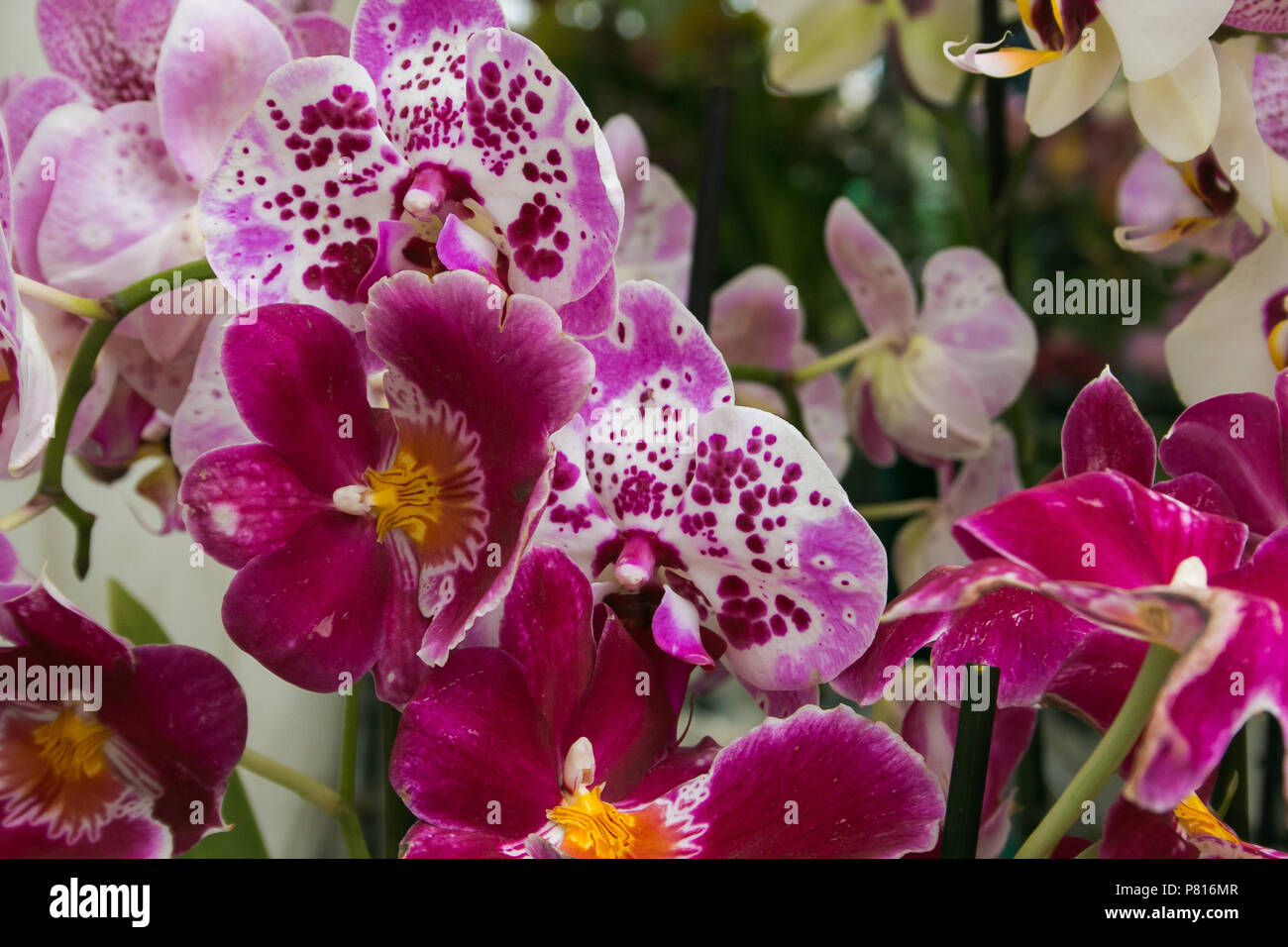 Close up of wonderful orchids on a spring day Stock Photo