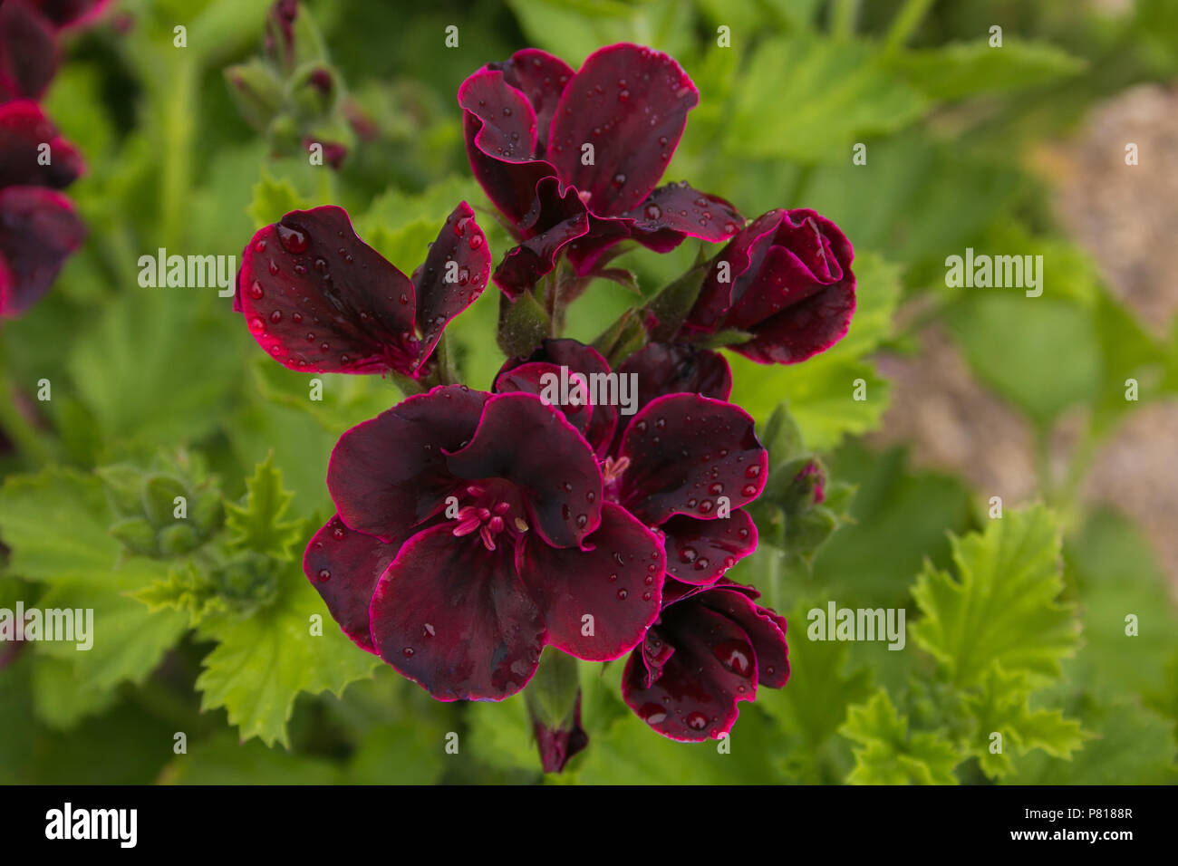 Close up of beautiful dark burgundy ivy geranium Stock Photo