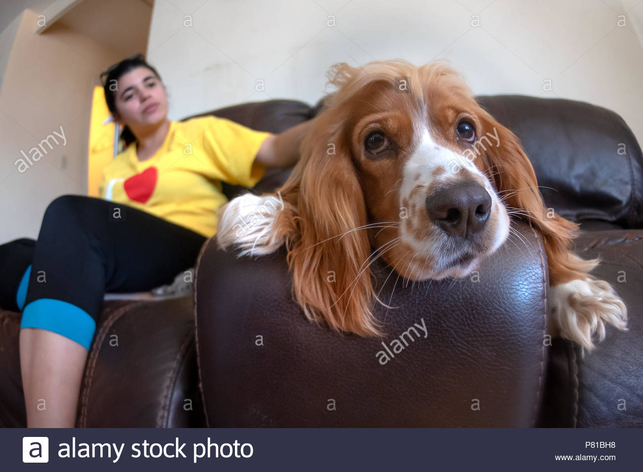 english springer spaniel apartment