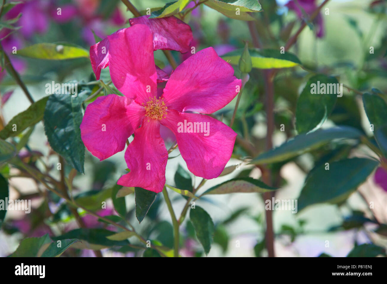 Rosa odorata 'Mutabilis' Stock Photo