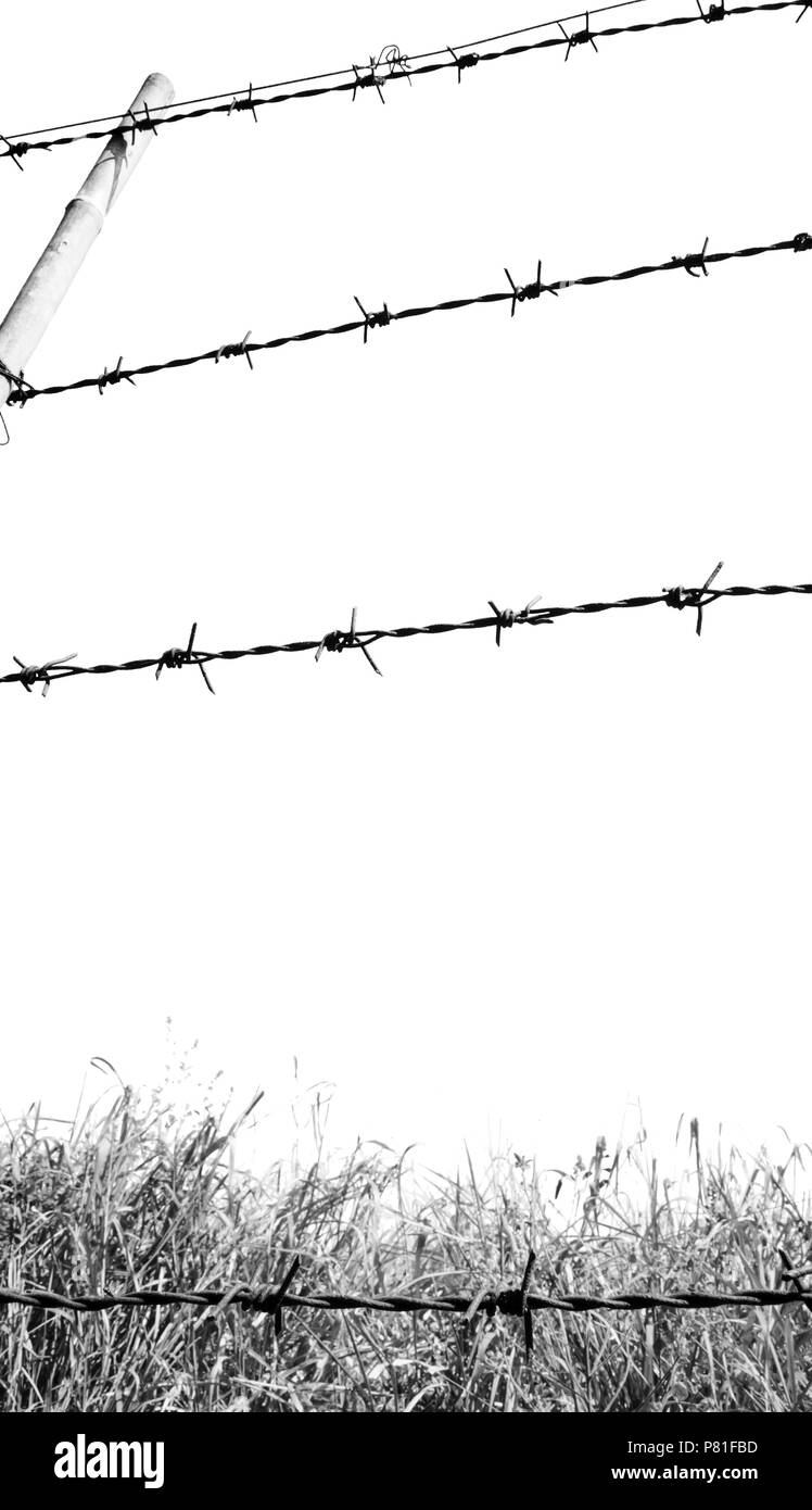 barbed wire fence for blocking on white background Stock Photo - Alamy