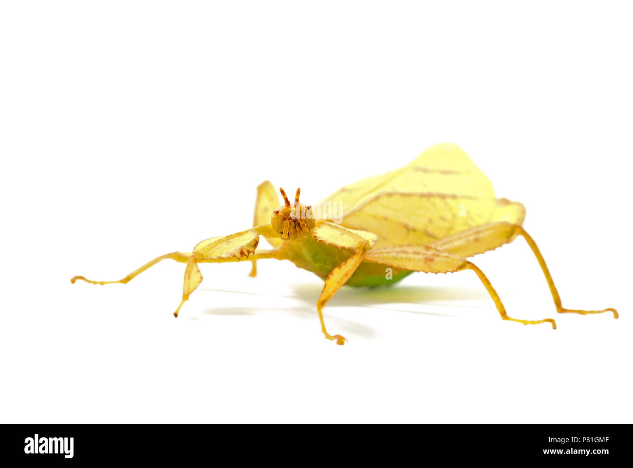 Phyllium philippinicum, aka Leaf Insect is an insect in the order of stick insects, phasmida, that looks like a leaf and can be kept as a pet. Stock Photo