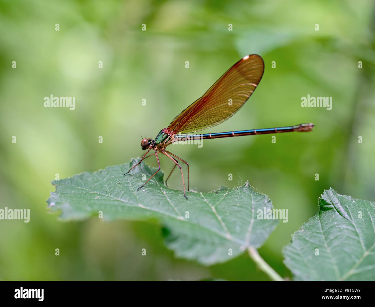 The beautiful demoiselle, Calopteryx virgo, is a European damselfly belonging to the family Calopterygidae. Female on leaf. Stock Photo