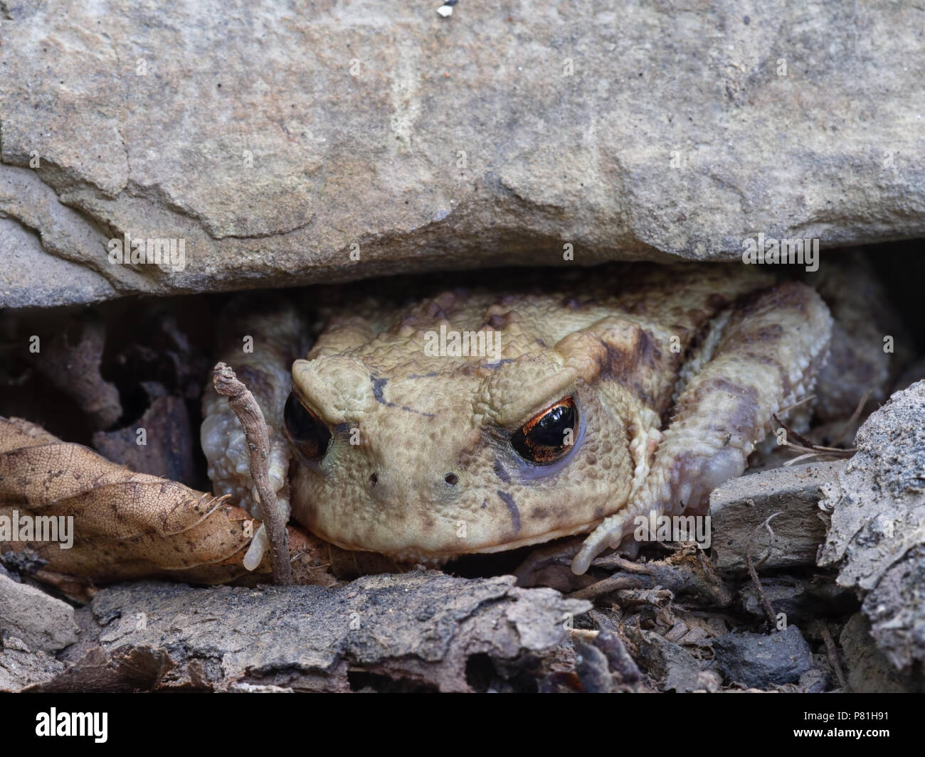 Toad frog Bufo bufo perring out from under stone, bright orange eyes. Bufo bufo. Stock Photo