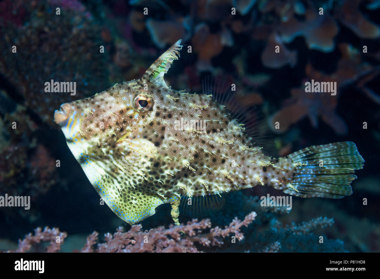 Weedy filefish [Chaetoderma penicilligera].  Lembeh Strait, North Sulawesi, Indonesia. Stock Photo