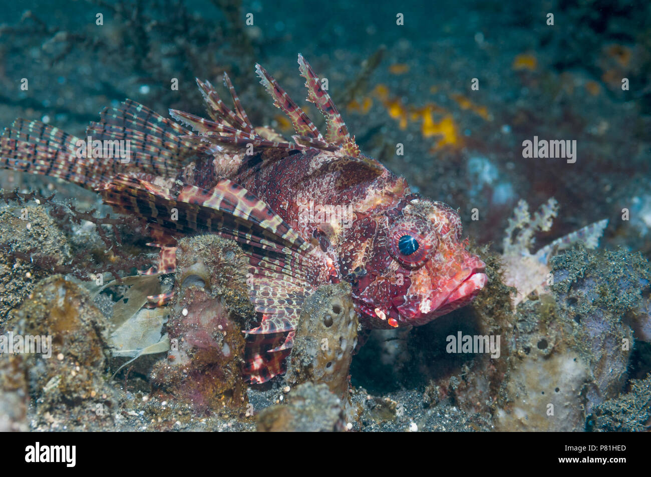 Shortfin lionfish [Dendrochirus brachypterus].  Lembeh Strait, North Sulawesi, Indonesia. Stock Photo