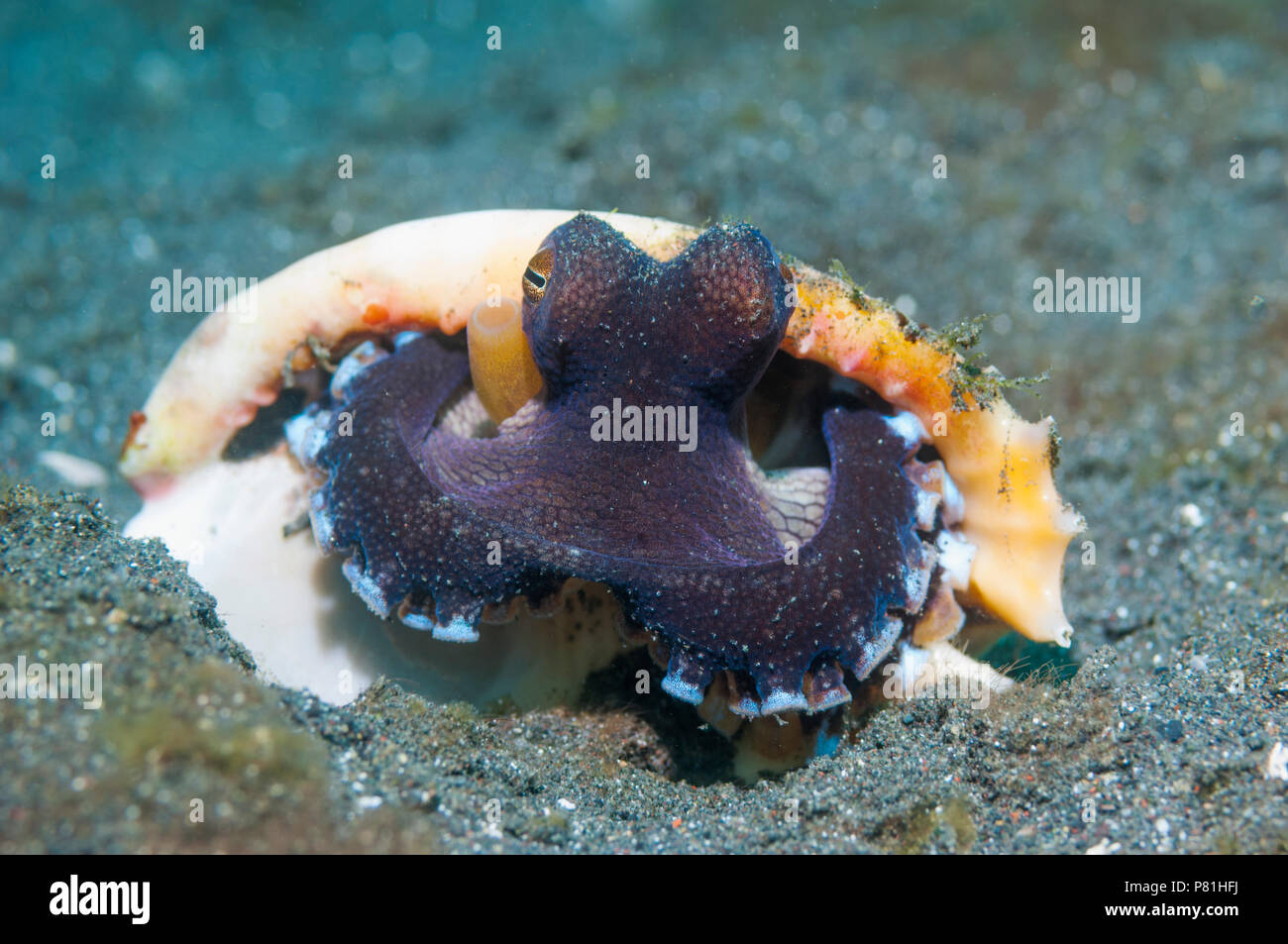 Veined octopus [Octopus marginatus].  This octopus can bury in the sand or mud but frequently hides in shells or pieces of coconut shells.  Lembeh Str Stock Photo