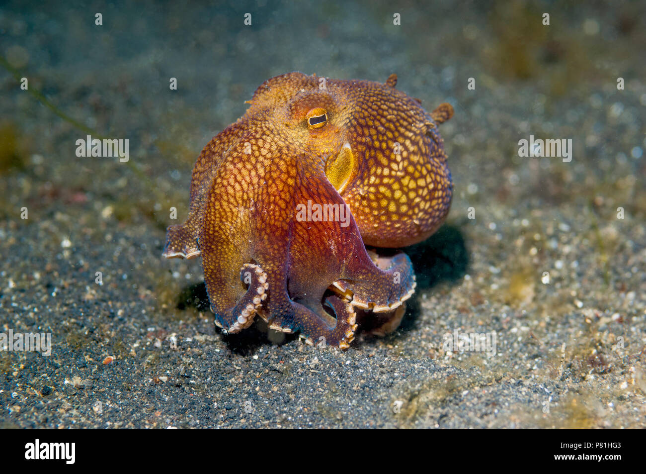 Veined octopus [Octopus marginatus].  This octopus can bury in the sand or mud but frequently hides in shells or pieces of coconut shells.  Lembeh Str Stock Photo