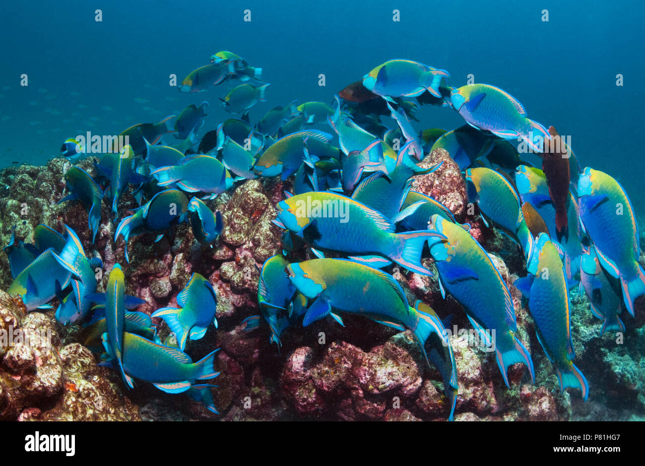 Greenthroat or Singapore parrotfish (Scarus prasiognathus), large school of terminal males grazing on algae covered coral rock.  Andaman Sea, Thailand Stock Photo