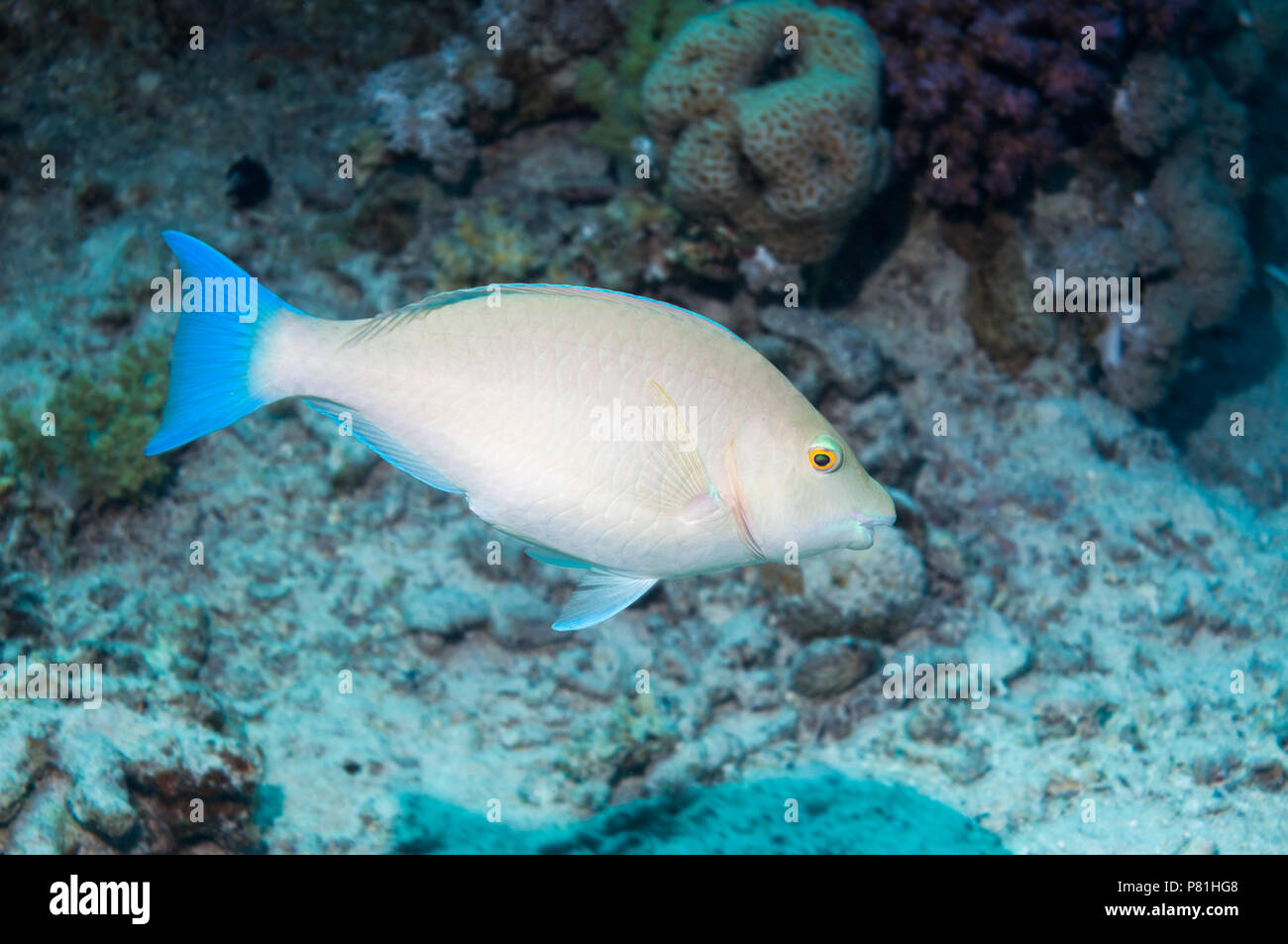 Longnose parrotfish (Hipposcarus harid). It browses on filamentous algae growing on sand .  Egypt,  Red Sea. Stock Photo