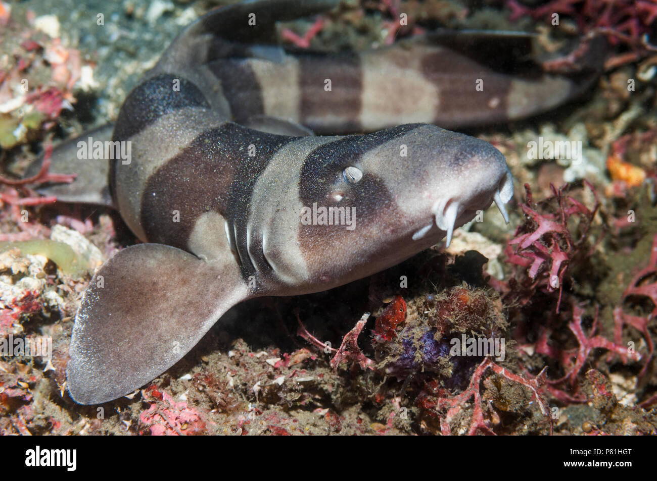 Brownbanded bamboo shark hires stock photography and images Alamy