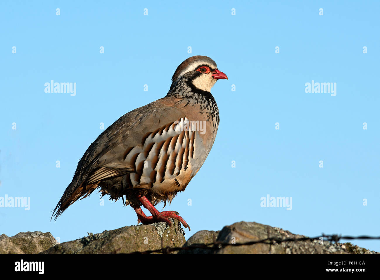 Red-Legged Partridge (Alectoris rufa) Stock Photo