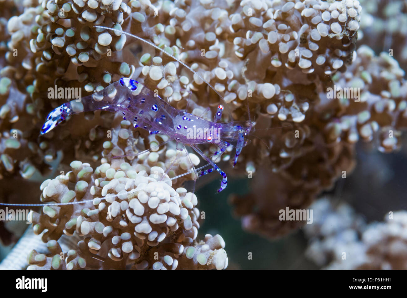 Periclimenes holthuisi.  Lembeh Strait, North Sulawesi, Indonesia. Stock Photo