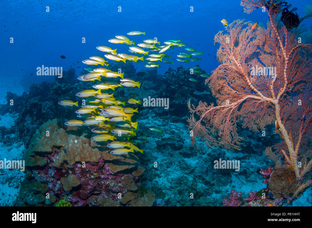 Bigeye snappers [Lutjanus lutjanus] and a Gorgonian sea fan [Melithaea sp.]  Similan Islands, Andaman Sea, Thailand. Stock Photo