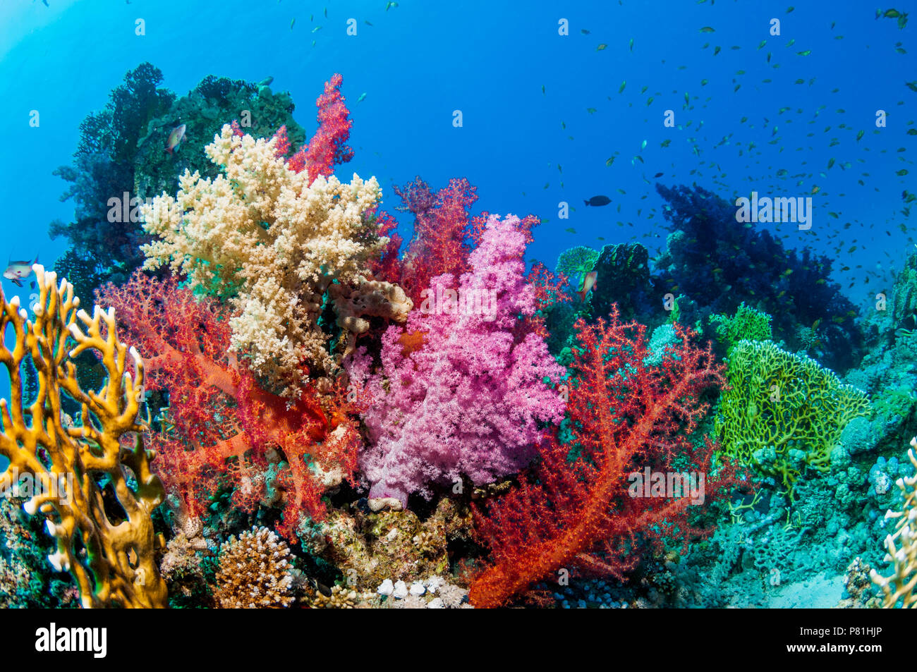 Soft coral [Dendronephthya sp.].  Egypt, Red Sea. Stock Photo