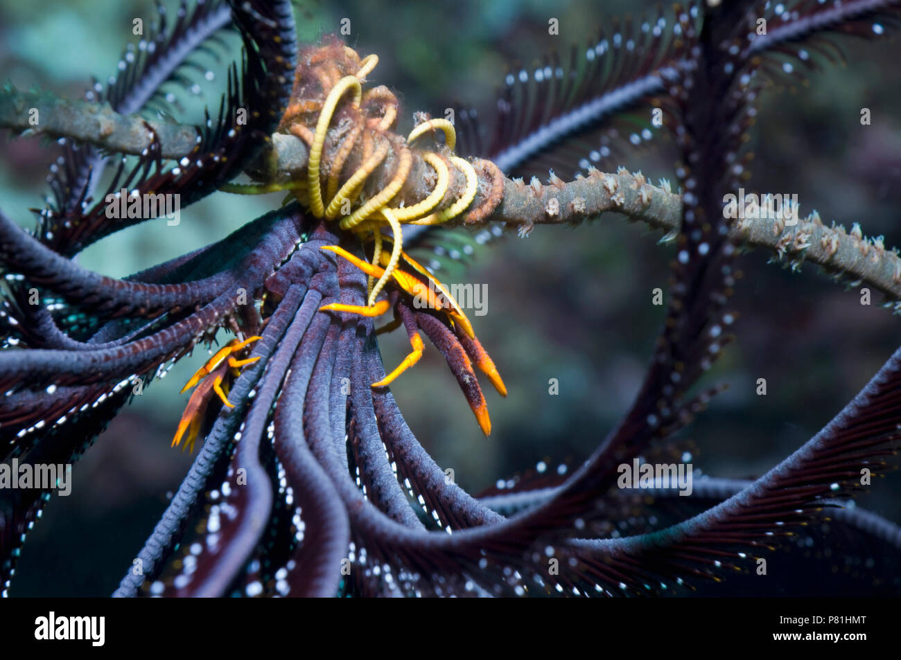Pair of Squat lobster (Allogalathea elegans) on featherstar.  The female of the species is larger.  Solomon Islands. Stock Photo