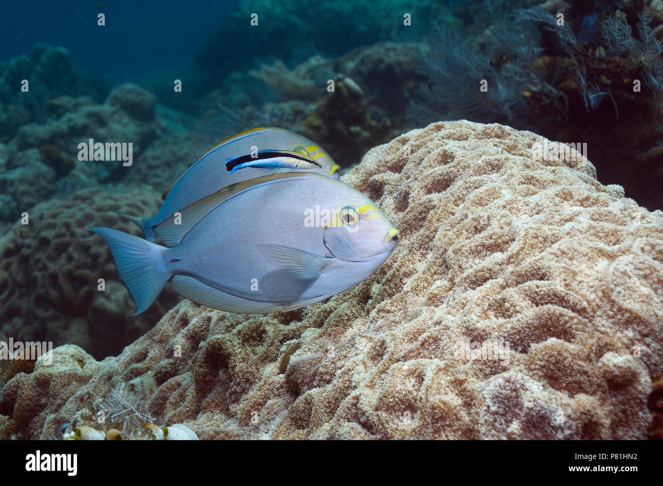 Elongate surgeonfish (Acanthurus mata) with a Cleaner wrasse (Labroides dimidiatus). Stock Photo