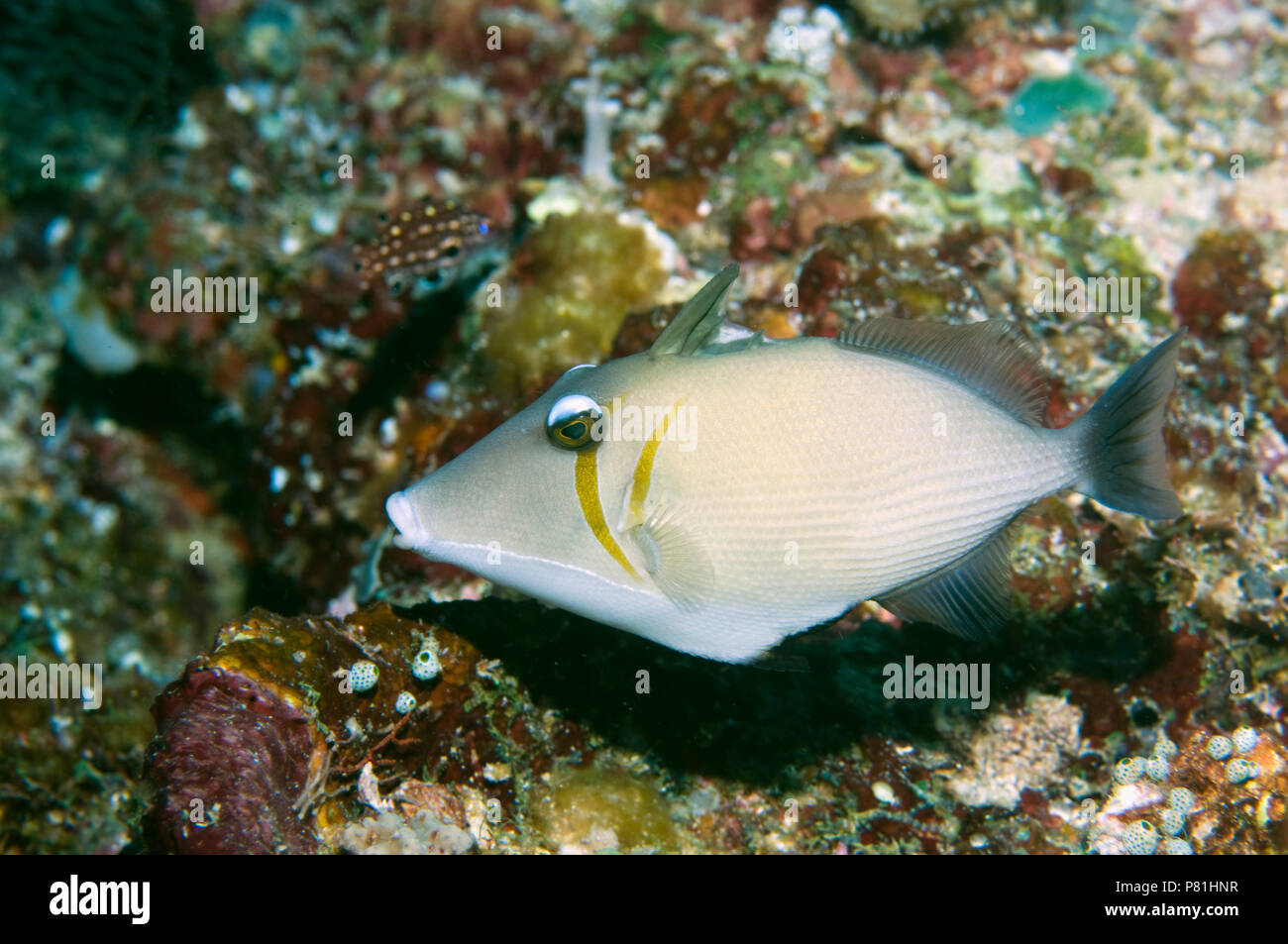Boomerang triggerfish (Sufflamen bursa).  Raja Ampat, West Papua, Indonesia. Stock Photo