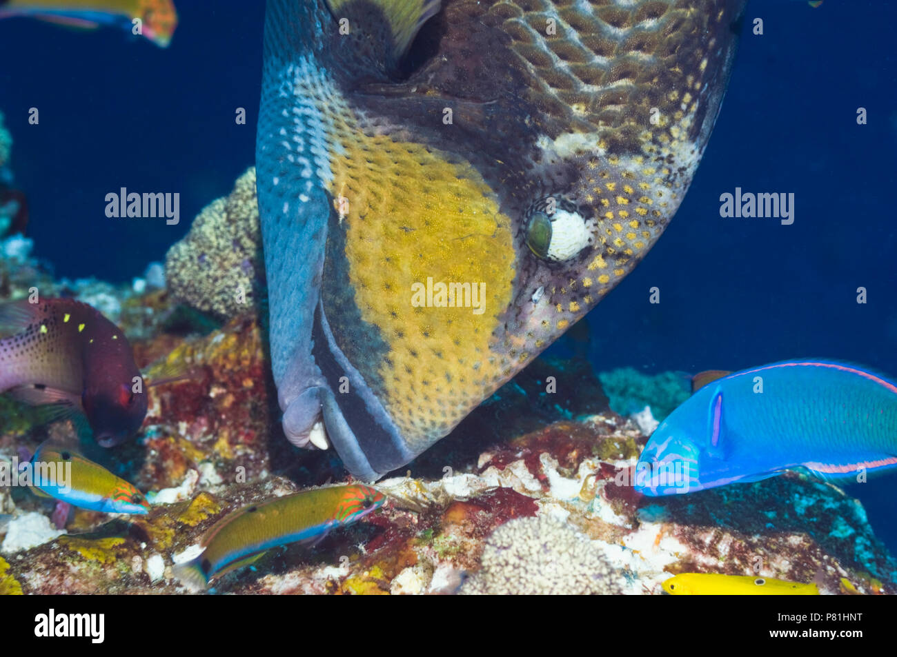 Titan triggerfish (Balistoides viridescens) feeding on coral rock.  Raja Ampat, West Papua, Indonesia. Stock Photo