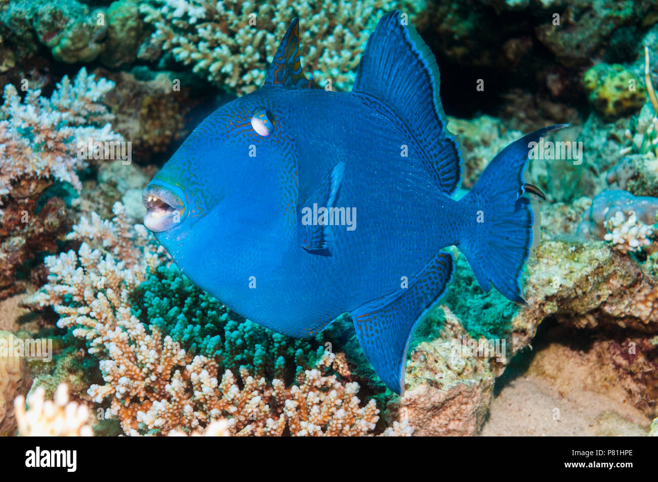 Blue triggerfish [Pseudobalistes fuscus].  Egypt, Red Sea.  Indo-Pacific. Stock Photo