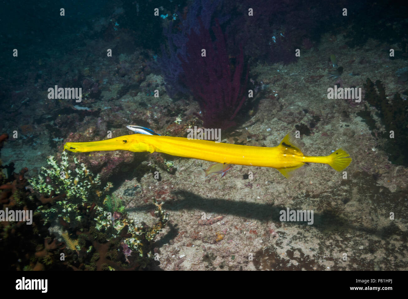 Trumpetfish indonesia hi-res stock photography and images - Alamy, image size:1300x953