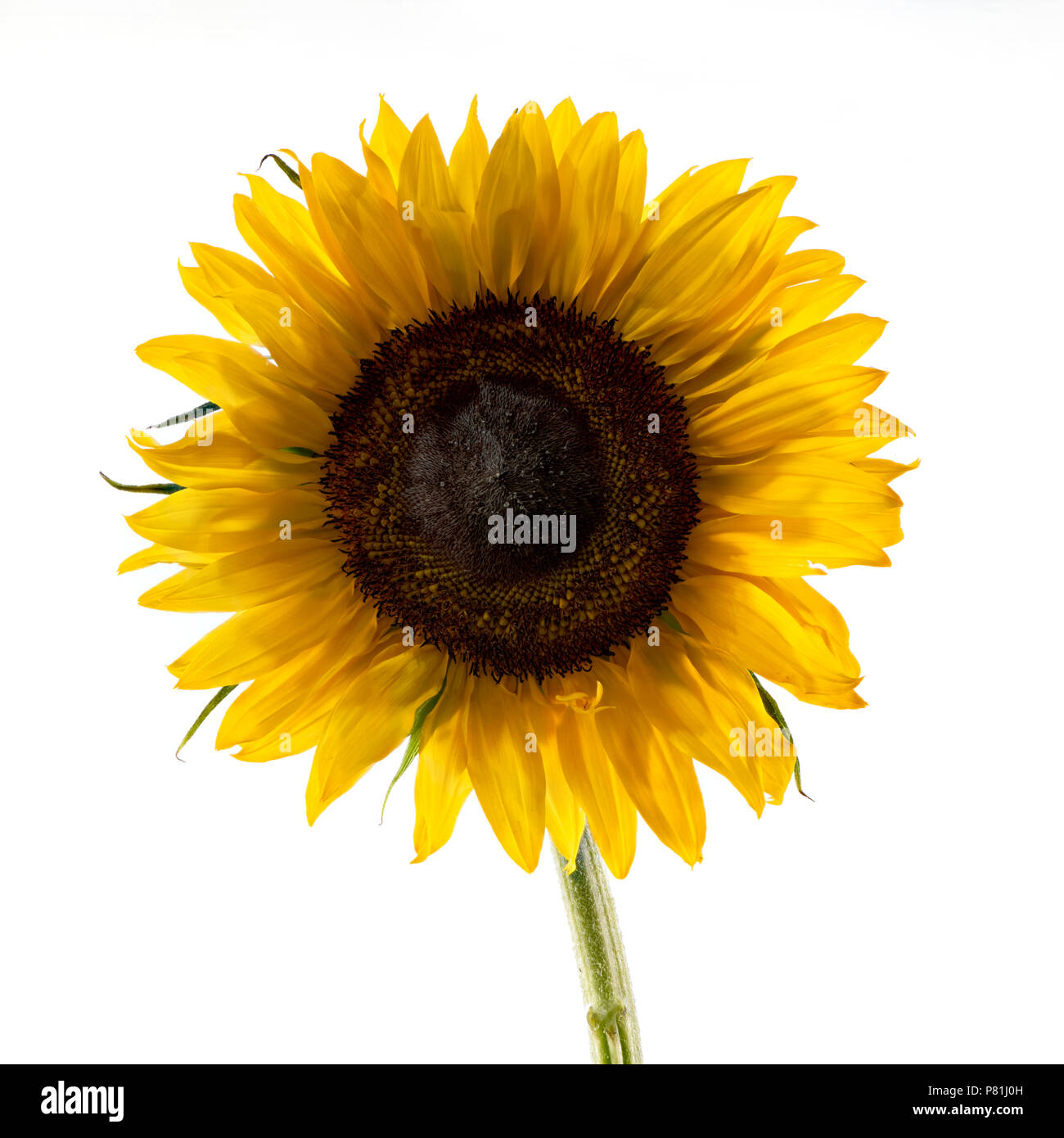 Close up of a single giant yellow Sunflower Stock Photo