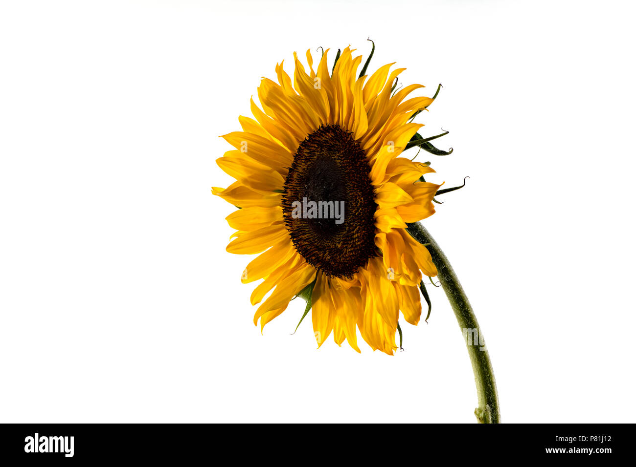 Close up of a single giant yellow Sunflower Stock Photo