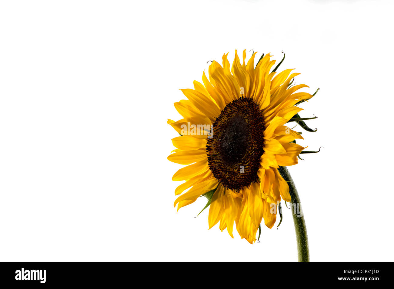 Close up of a single giant yellow Sunflower Stock Photo