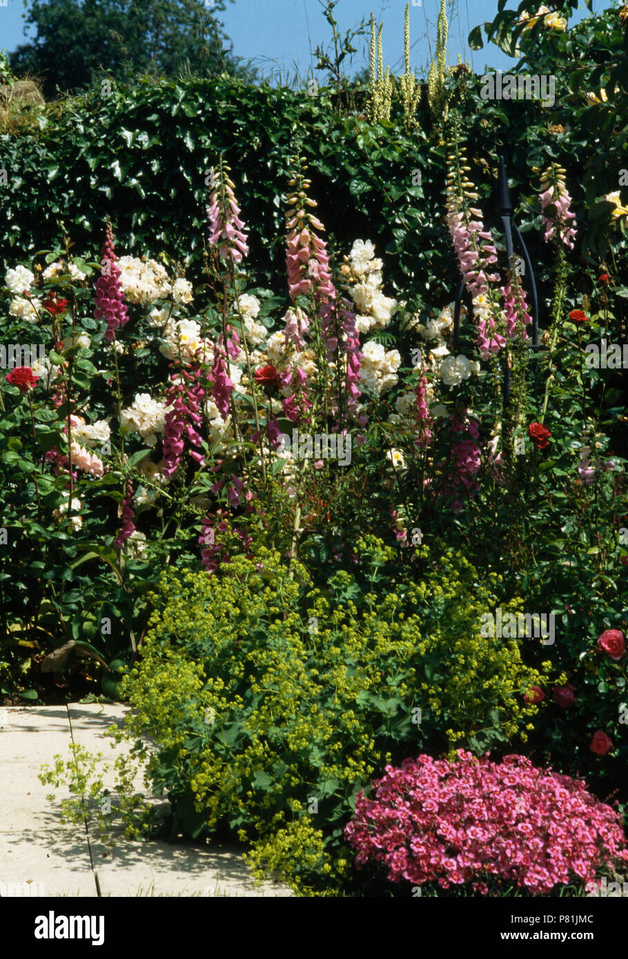 Ladys mantle garden border hi-res stock photography and images - Alamy