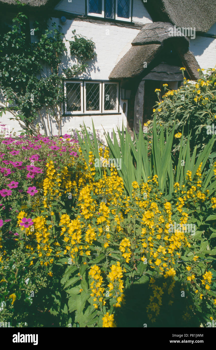 Yellow lysimachia and pink geranium psilostemon in summer garden border in front of white thatched cottage Stock Photo