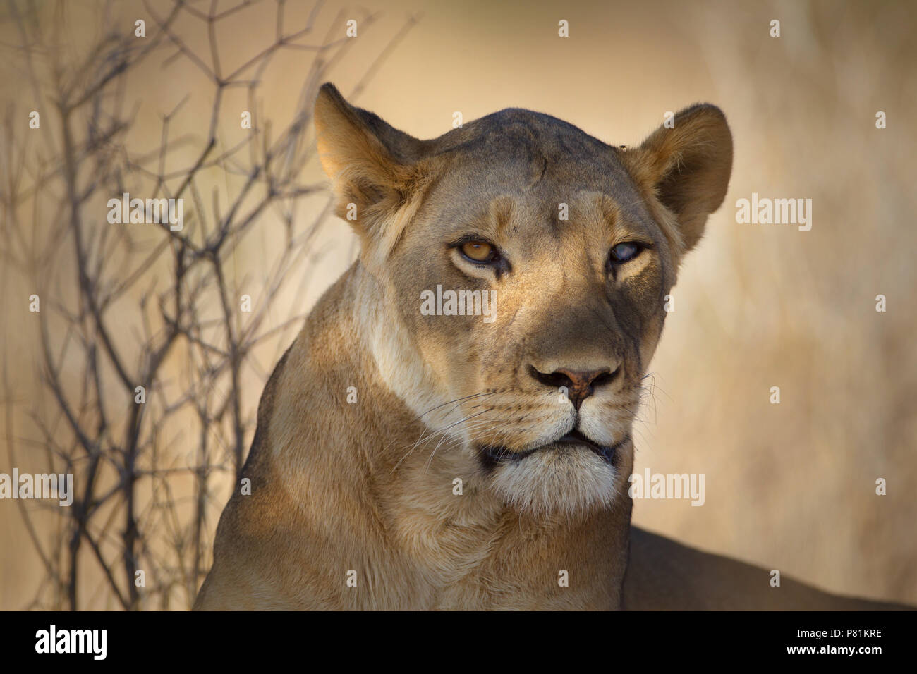 Silver Eye Lioness Portrait close up with an intimidating fierce looking lion Stock Photo