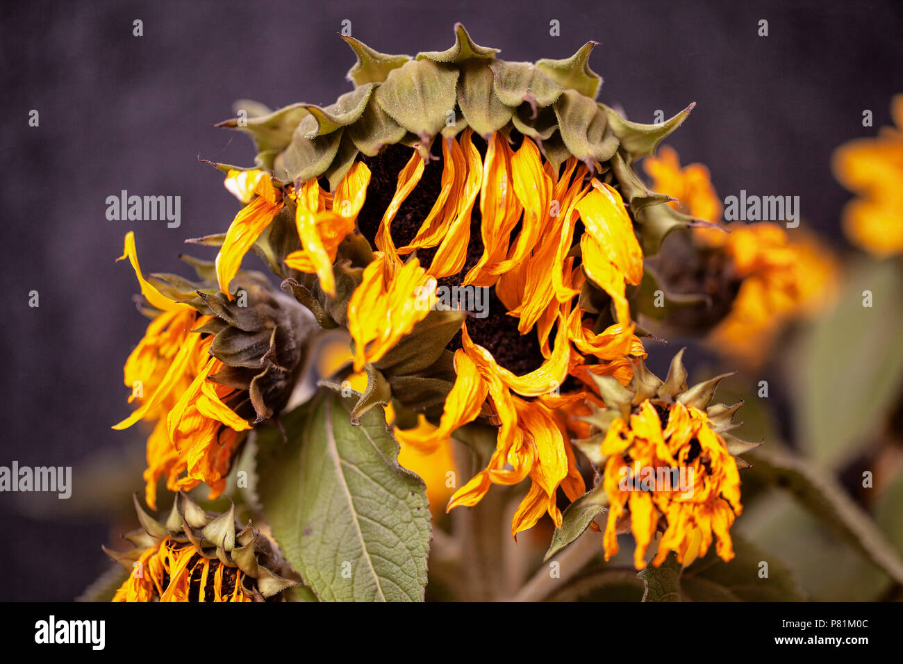 Drooping Sunflower Stock Photos & Drooping Sunflower Stock Images Alamy