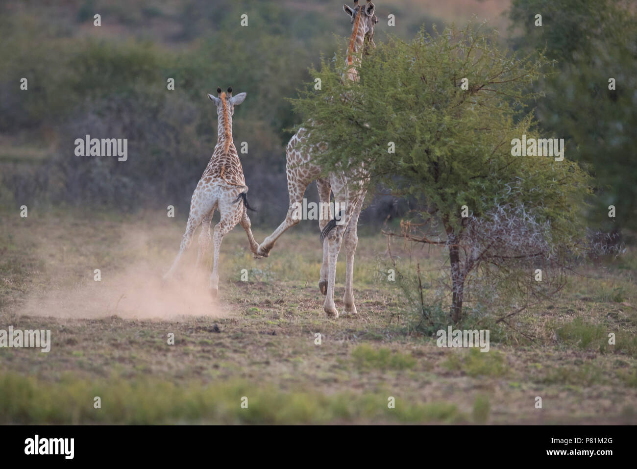 Wild giraffes playing fighting looks like high five funny animal photo Stock Photo