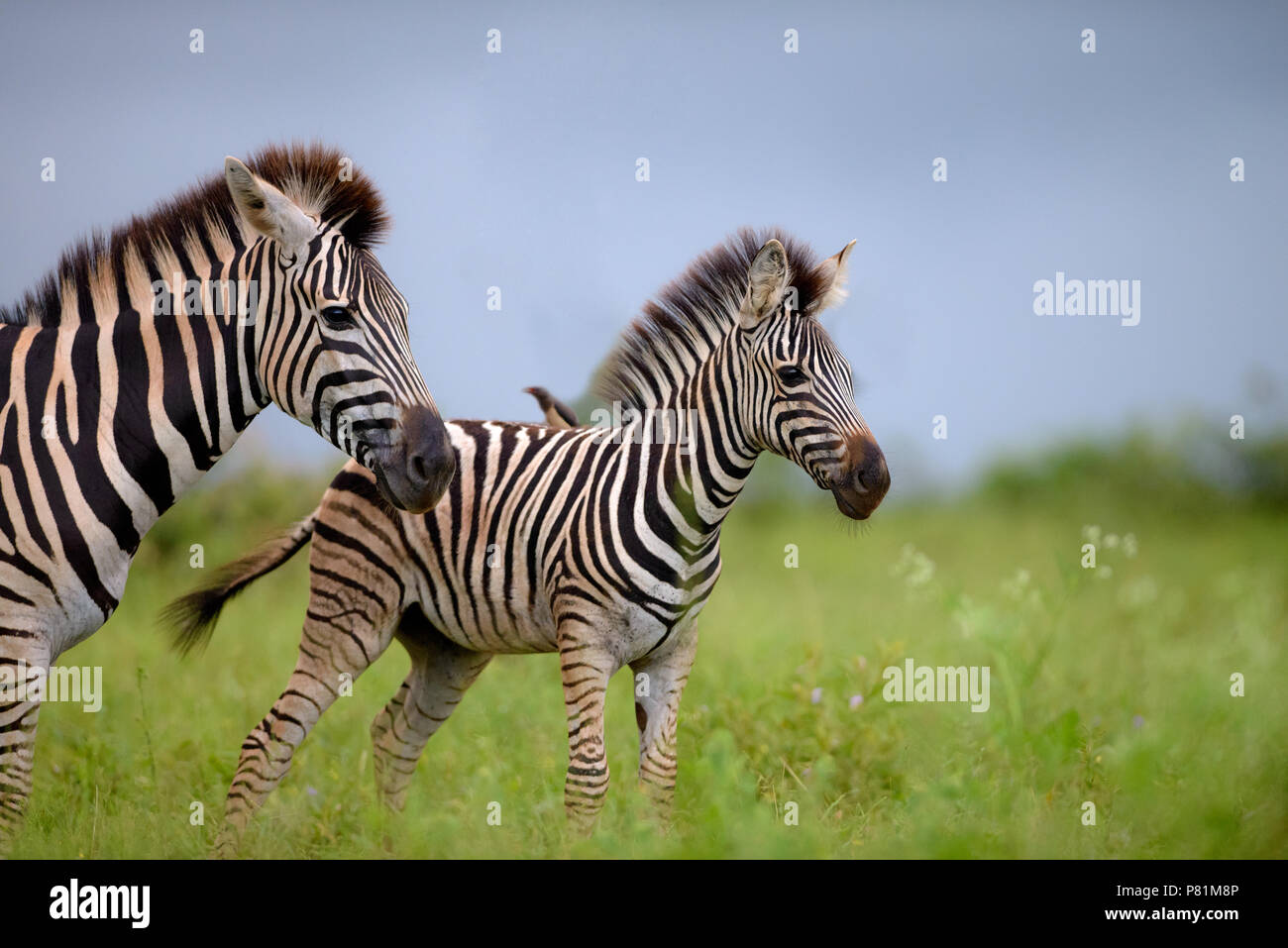 Mom zebra and foal grazing next to each other in a rainy day in lush green   Kruger national park Stock Photo