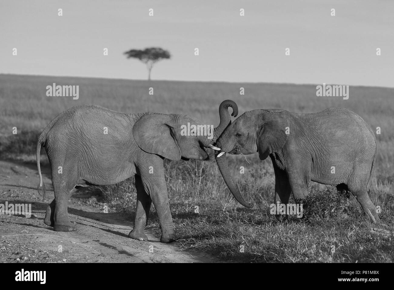 Elephants with tusks playing fighting in savanna Masai Mara Africa black and white photo Stock Photo