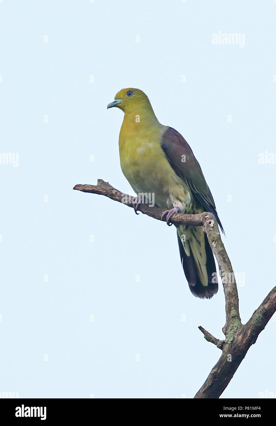 White-bellied Green-pigeon (Treron sieboldii sororius) adult male perched on dead branch  southern Taiwan                          April Stock Photo