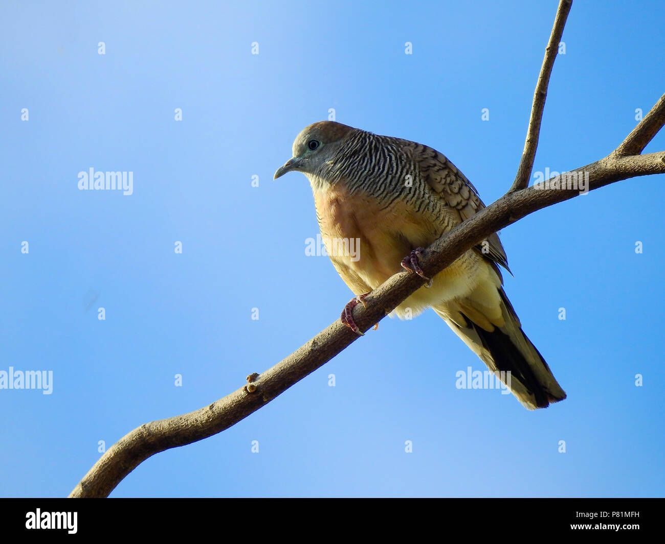 Dove Bird Island on branch and blue sky background. Stock Photo