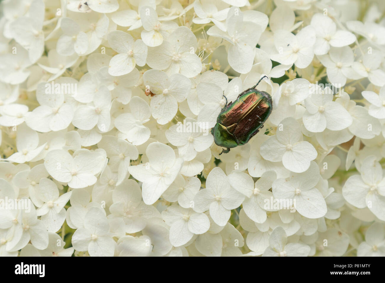 Many insect species in garden hi-res stock photography and images - Alamy