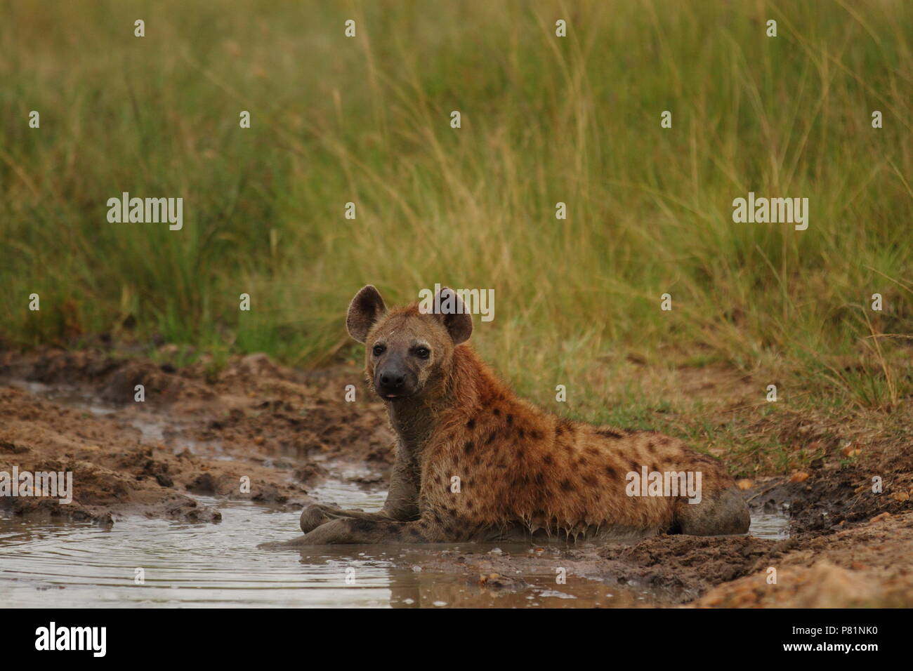 Pack of hyenas rolling in mud to cool down in a pond Kenya Masai Mara