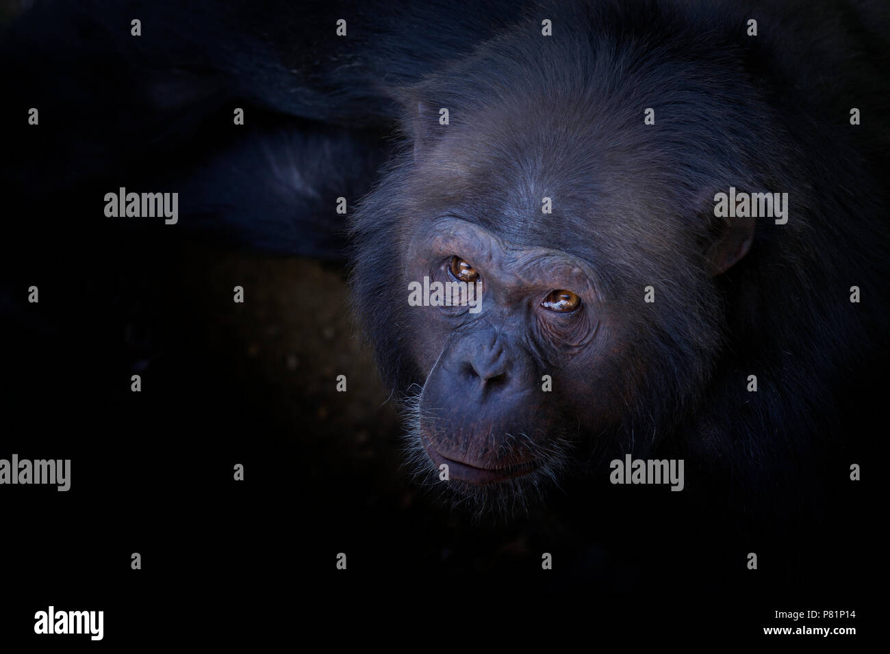 Wild chimpanzee close up portrait, face to face, intimidating and scary Stock Photo