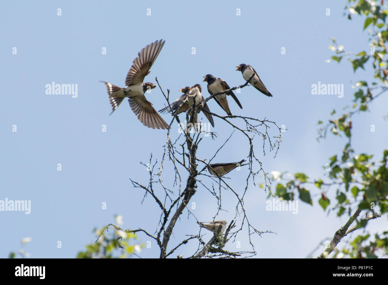 Adult barn swallow (Hirundo rustica) feeding young swallows at the top of a tree in Surrey, UK Stock Photo