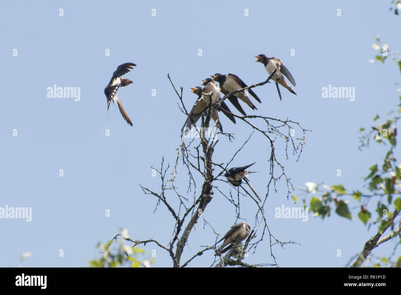 Adult barn swallow (Hirundo rustica) feeding young swallows at the top of a tree in Surrey, UK Stock Photo