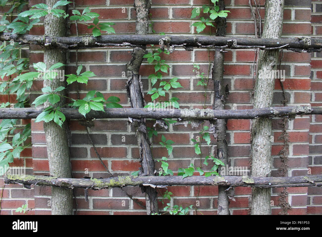 Wood stick trellis with green summer plants growing on it Stock Photo -  Alamy