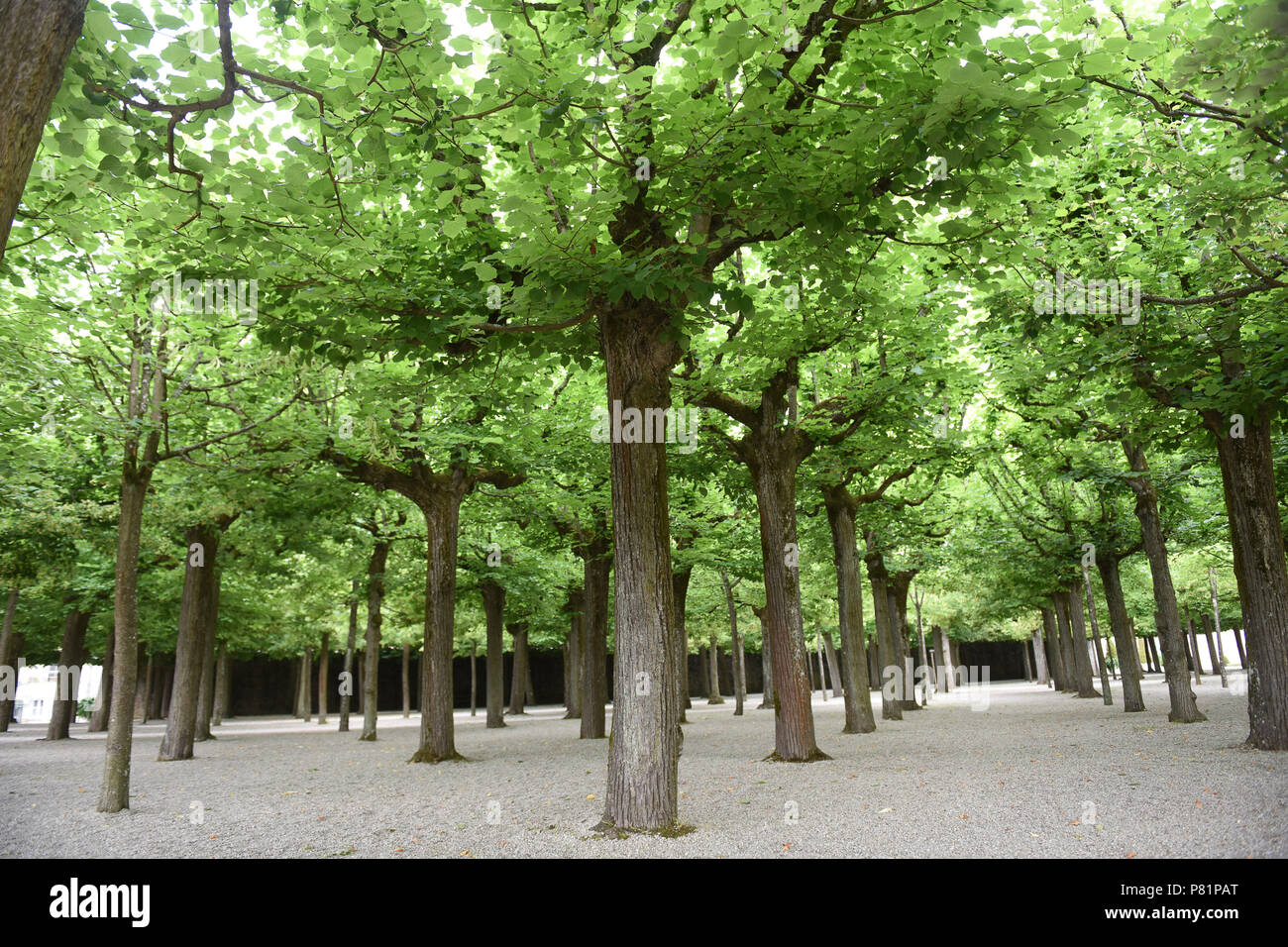 Lime trees in the gardens of the Schloss castle in Weilburg an der Lahn In Germany Europe Stock Photo