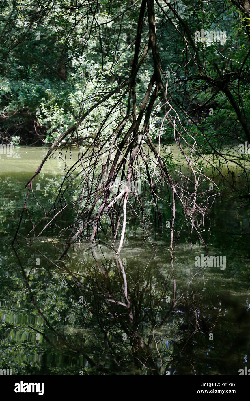 Dead branches hanging into dark water Stock Photo